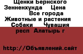 Щенки Бернского Зенненхунда  › Цена ­ 40 000 - Все города Животные и растения » Собаки   . Чувашия респ.,Алатырь г.